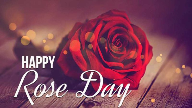 Happy Rose day 