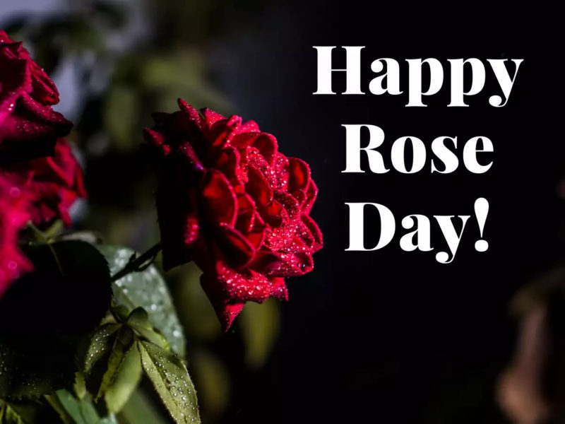 Happyroseday